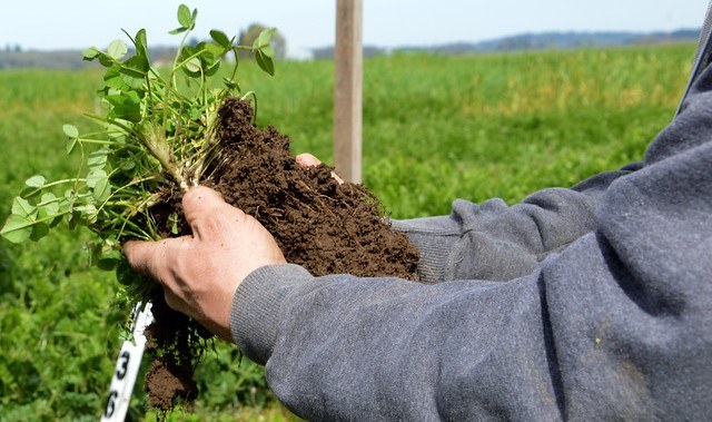 Hands examining soil and plant roots during an agricultural field evaluation